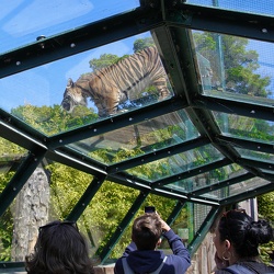 Tigers and Lions