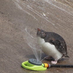 Penguins