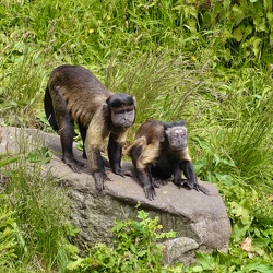 Monkeys