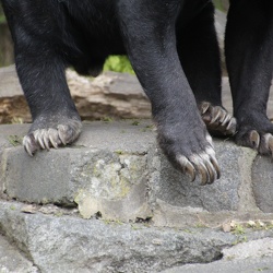 Sunbear