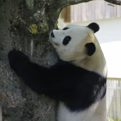Giant Pandas