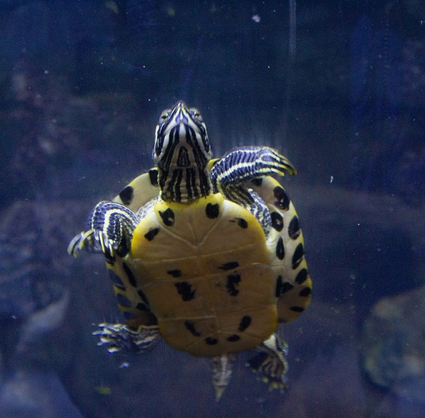 Terrapin