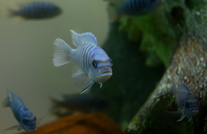 Damselfish