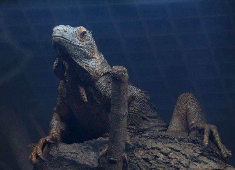 Green Iguana
