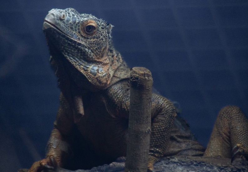  Green Iguana