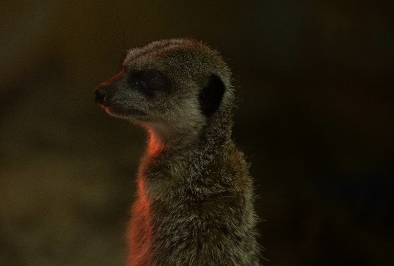 Meerkat