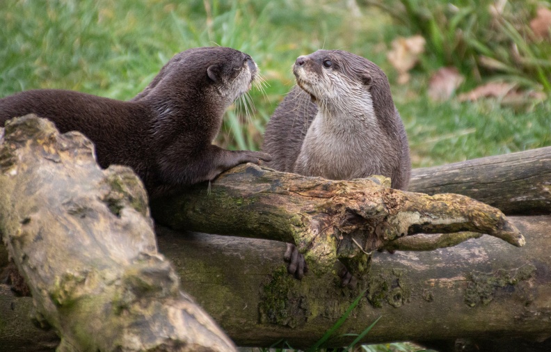 Asian Short Clawed Otters