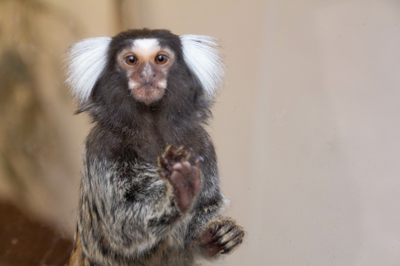 Common Marmoset