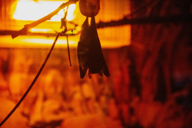 Fruit Bat