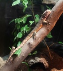 Chinese crocodile lizard