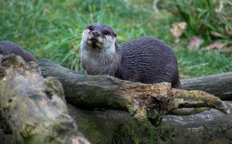  Asian short clawed otter