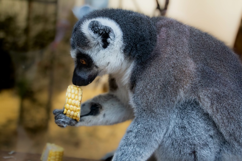 Ring tailed lemur