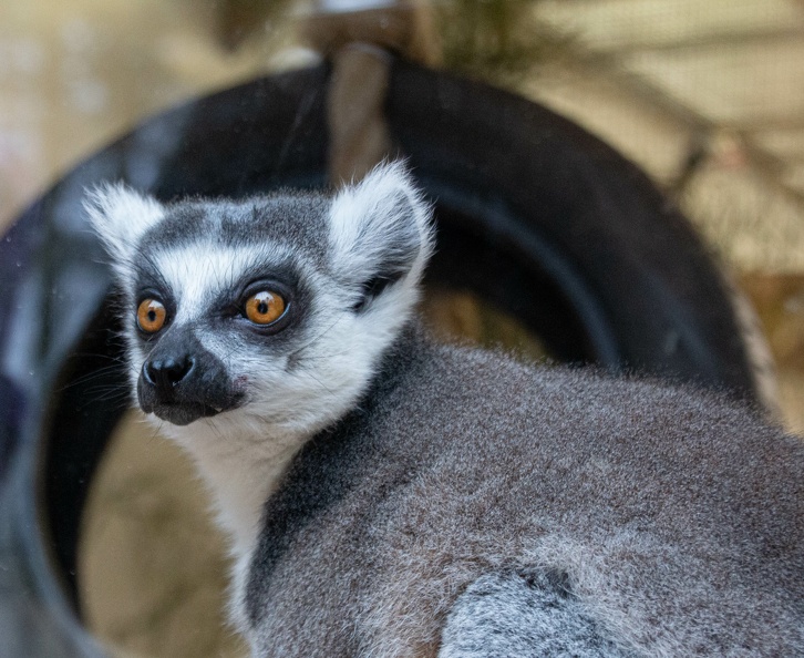 Ring tailed lemur