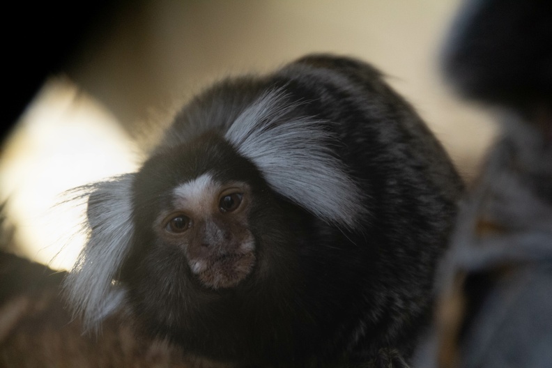 Common Marmoset