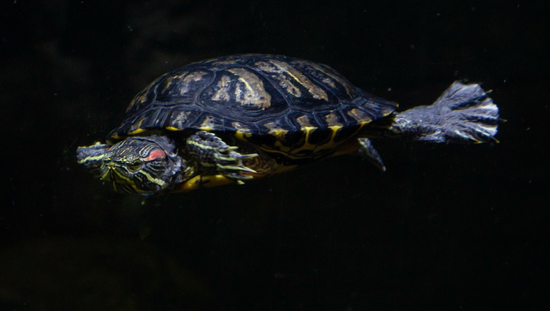 Terrapin