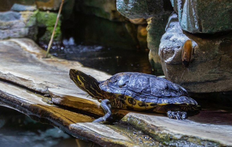 Terrapin
