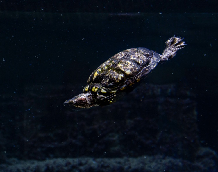 Terrapin