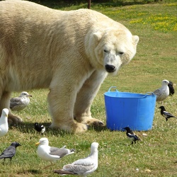 Yorkshire Wildlife Park