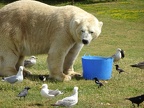 Yorkshire Wildlife Park