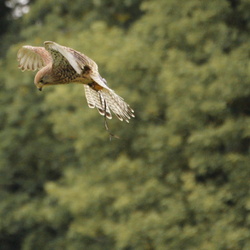 National Centre for Birds Of Prey