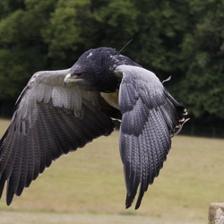 National Centre for Birds Of Prey
