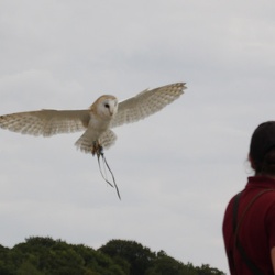 National Centre for Birds Of Prey