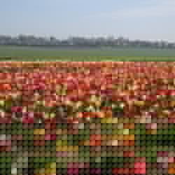 Tulip Festival